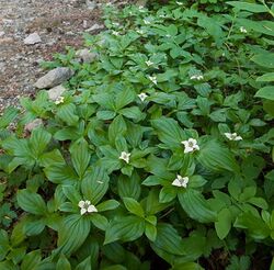 CanadianDogwoodGrowingTrailSide cropped.jpg