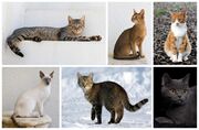 Five images of domestic cats