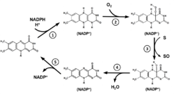 Catalytic Cycle of FMOs.png