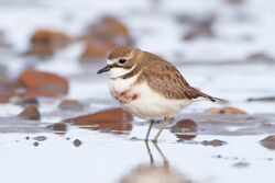 Image of Double-banded Plover (Charadrius bicinctus) transitioning to breeding plumage.