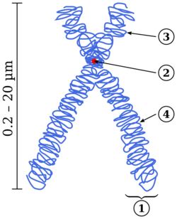 Chromosome.svg