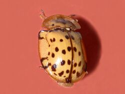 Chrysomelidae - Aspidimorpha quadrimaculata.jpg