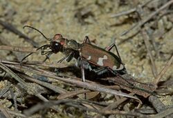 Cicindela sylvicola04.jpg