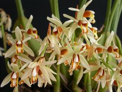 Coelogyne trinervis.jpg