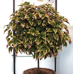 Coleus tree.jpg