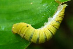 Common jay caterpillar.jpg