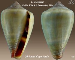 Conus messiasi 1.jpg