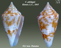 Conus philippii 1.jpg