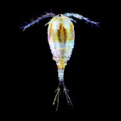 Copepod 1.jpg