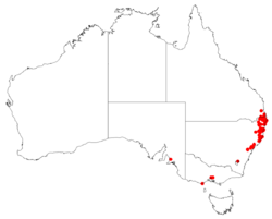 CordylinestrictaDistributionMap.png