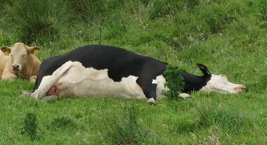 Photograph of a cow lying on its side
