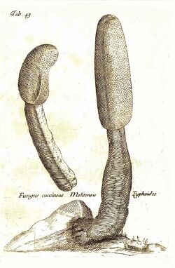 Cynomorium Boccone 1674.jpg