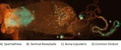D.melanogaster Female Sperm Storage.jpg