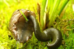 A leech attacking a slug's underside