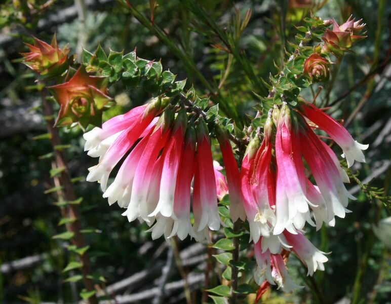 File:Epacris longiflora flowers.jpg