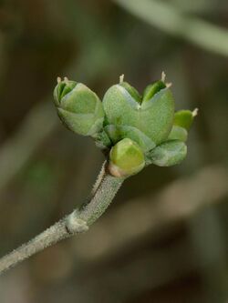 Ephedra foliata 1.jpg