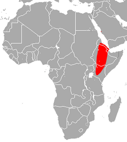 Ethiopian Large-eared Roundleaf Bat area.png