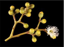 Eucalyptus cloeziana buds.jpg