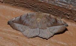Eutrapela clemataria - Curve-toothed Geometer Moth (14836295937).jpg