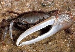 Atlantic marsh fiddler crab (Uca pugnax)