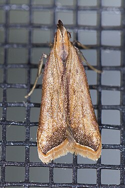 Gelechiidae- Dichomeris heriguronis (Black-edged Dichomeris Moth).jpg