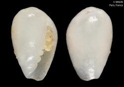 Gibberula sueziensis (MNHN-IM-2000-1406) 003.jpeg