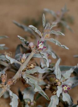 Glossonema boveanum 1.jpg