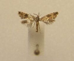 Glyphipterix leptosema 12448582.jpg