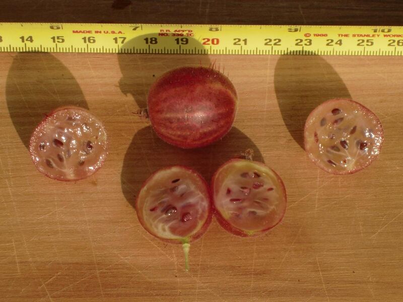 File:Gooseberry sectioned.jpg