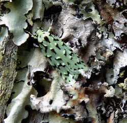 Green lichen tuft moth.jpg