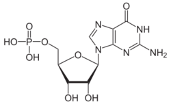 Guanosinmonophosphat protoniert.svg