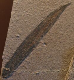 HalichondritesElissa-Detail NaturhistorischesMuseum Nov14-10.jpg