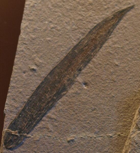 File:HalichondritesElissa-Detail NaturhistorischesMuseum Nov14-10.jpg