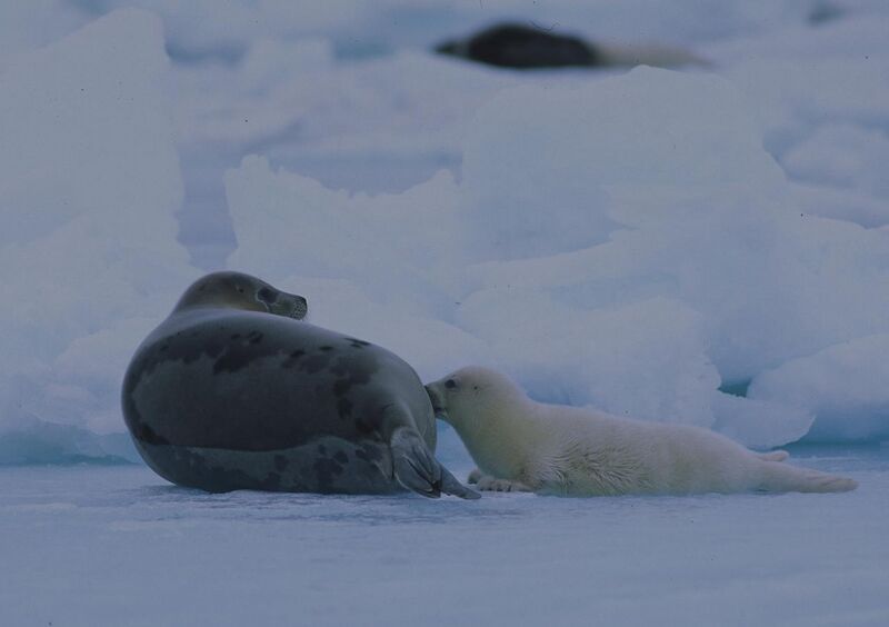 File:Harp seal mother and pup.jpg