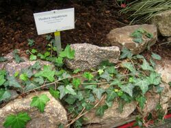 Hedera nepalensis - Berlin Botanical Garden - IMG 8738.JPG
