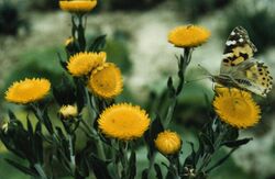 Helichrysum setosum.jpg