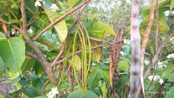 Holarrhena pubescens fruits.jpg