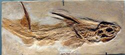 Hybodus fraasi (fossil).jpg