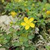 Hypericum pallens-IMG 2030.jpg