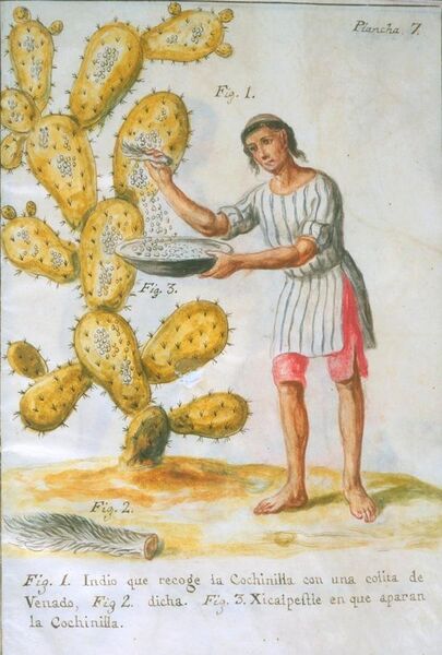 File:Indian collecting cochineal.jpg