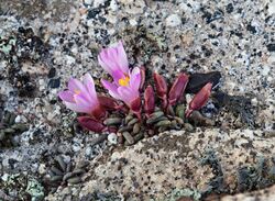 Lewisia disepala (Yosemite bitterroot) (32489090045).jpg