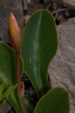 Lewisia tweedyi 4682.JPG