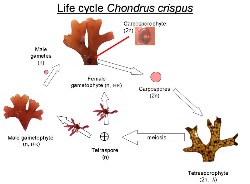 File:Life cycle Chondrus.jpg