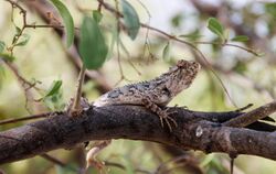 Lizard of tharparkar.jpg