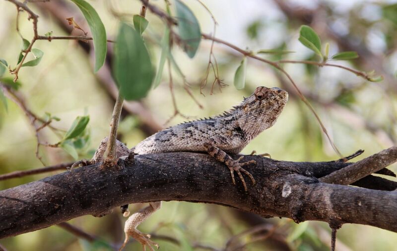 File:Lizard of tharparkar.jpg