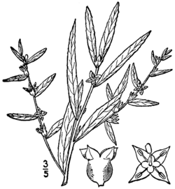 Ludwigia sphaerocarpa BB-1913.png