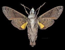 Macroglossum nubilum MHNT CUT 2010 0 Kuranda Queensland Australia male ventral.jpg