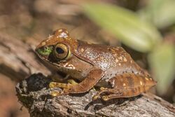 Madagascar bright-eyed frog (Boophis madagascariensis) Ranomafana.jpg