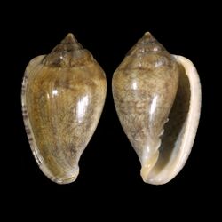 Marginella orstomi 001.jpg