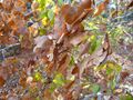 Micklethwaitia carvalhoi - leaves (9435964264).jpg